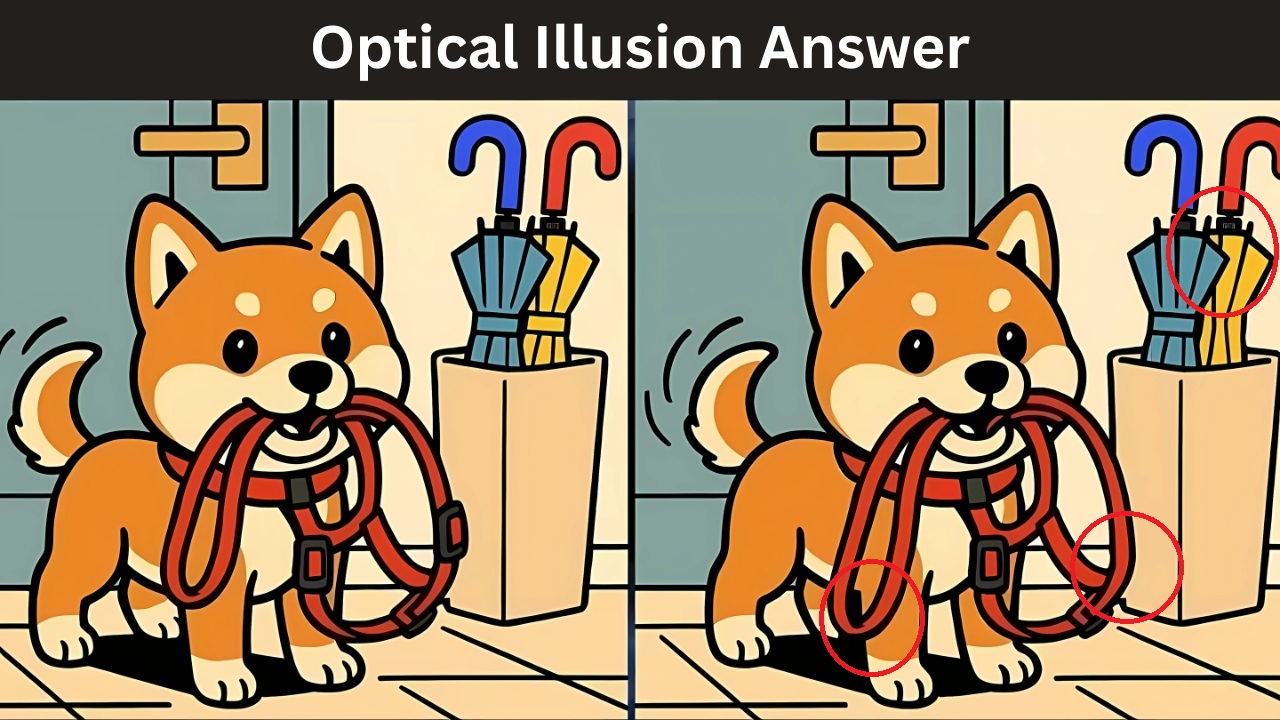 Optical Illusion Answer